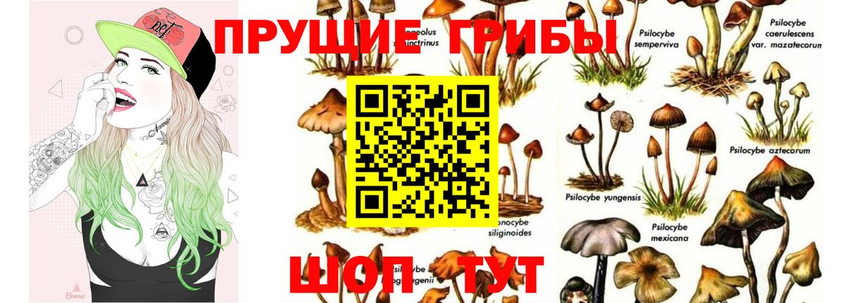 Галлюциногенные грибы Psilocybe  Вход с VPN  Янаул 